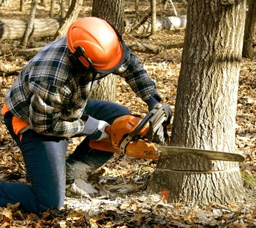 Tree Removal in Lambsburg, VA